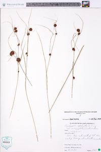 Rhynchospora cephalantha image