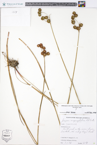 Juncus megacephalus image