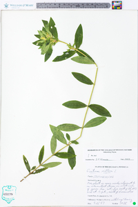 Gentiana villosa image