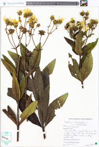 Silphium asteriscus image