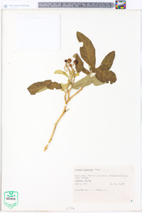 Solanum donianum image