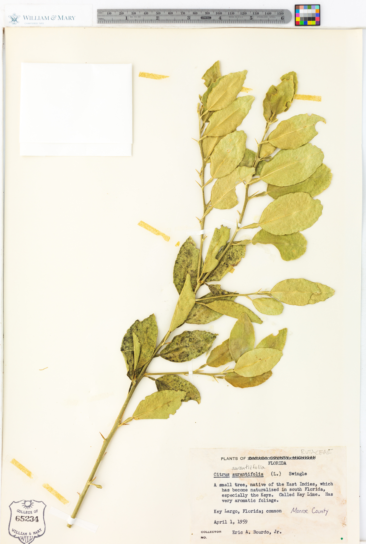 Citrus x aurantiifolia image