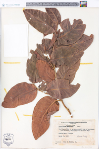 Coccoloba diversifolia image