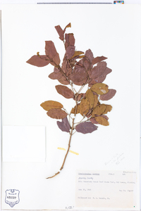 Krugiodendron ferreum image