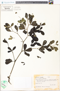 Baptisia alba var. macrophylla image