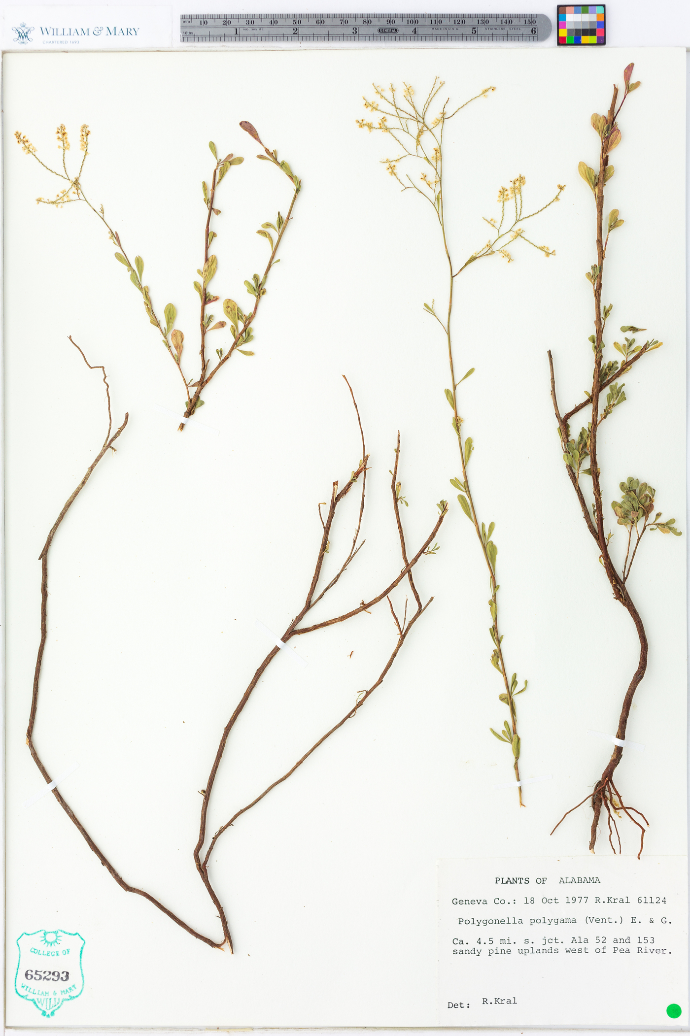 Polygonella polygama image