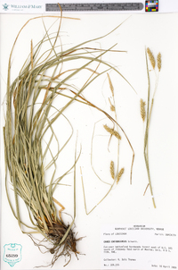 Carex cherokeensis image