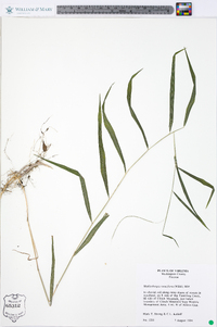 Muhlenbergia tenuiflora image