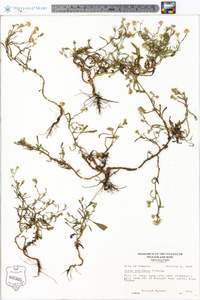 Symphyotrichum subulatum image