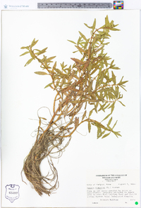 Rotala ramosior image