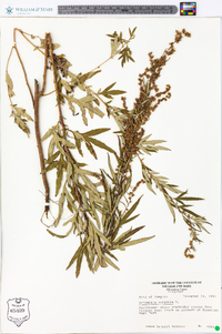 Artemisia vulgaris image