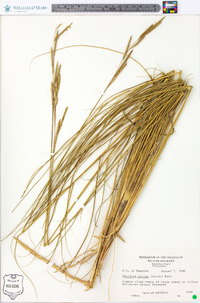 Spartina patens image