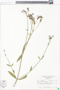 Verbena brasiliensis image