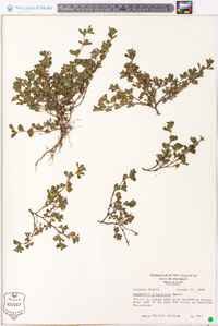 Lespedeza stipulacea image