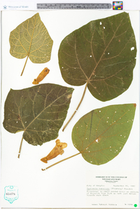 Paulownia tomentosa image