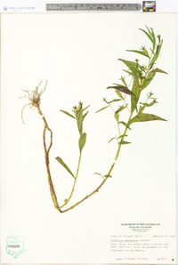 Ludwigia decurrens image