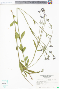 Verbena brasiliensis image