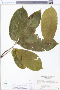 Castanea mollissima image