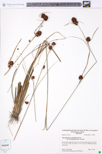 Rhynchospora cephalantha image