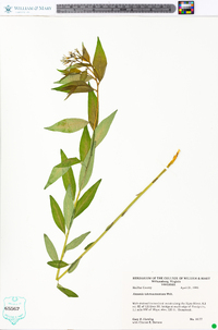 Amsonia tabernaemontana image