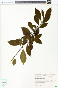 Ilex coriacea image