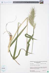 Echinochloa walteri image