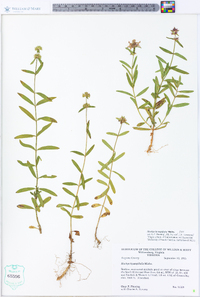 Stachys hyssopifolia image