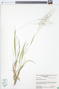 Panicum flexile image