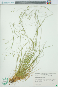 Poa autumnalis image