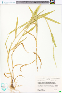 Urochloa platyphylla image