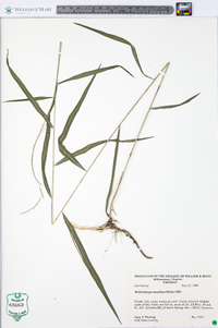 Muhlenbergia tenuiflora image