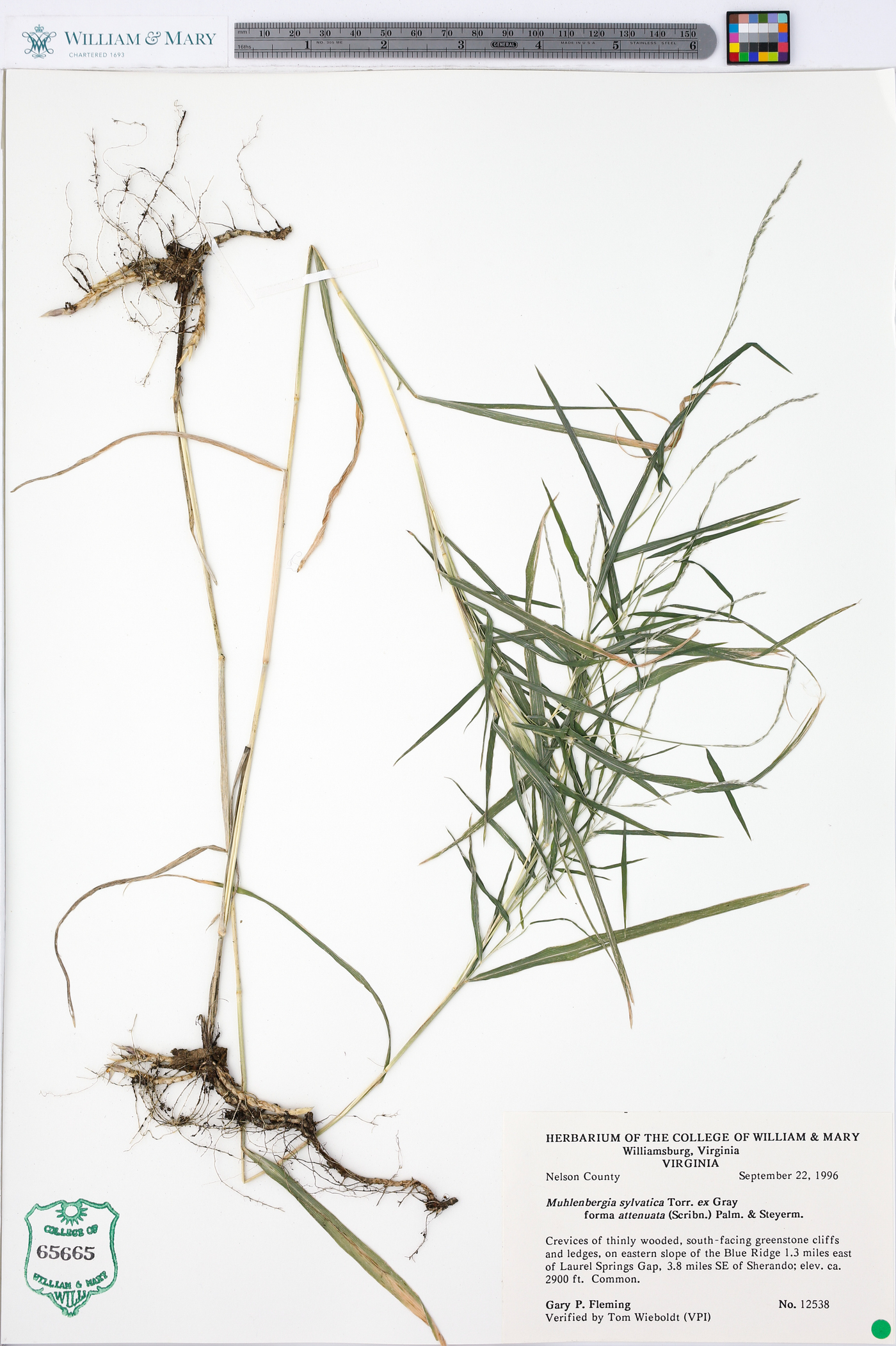 Muhlenbergia frondosa f. frondosa image