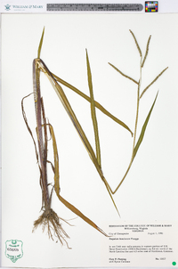 Paspalum boscianum image