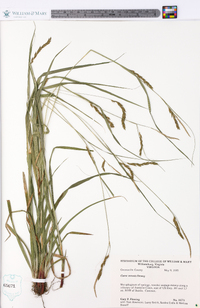 Carex venusta image