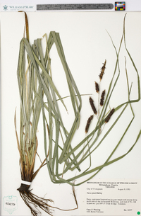 Carex joorii image