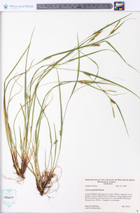 Carex planispicata image