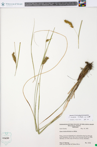 Carex bullata image