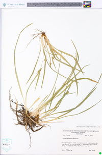 Carex abscondita image