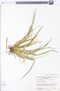 Carex abscondita image