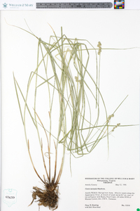 Carex normalis image