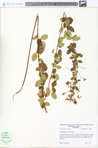 Lespedeza × nuttallii image