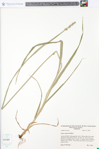 Carex conjuncta image