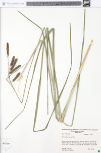 Carex glaucescens image