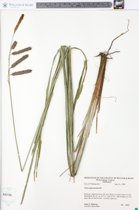 Carex glaucescens image