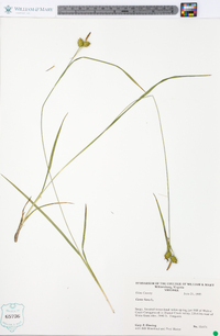 Carex flava image