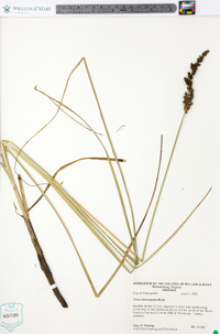 Carex decomposita image