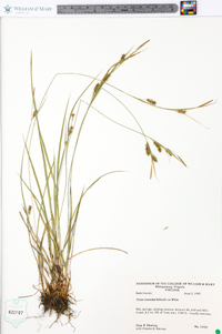 Carex conoidea image