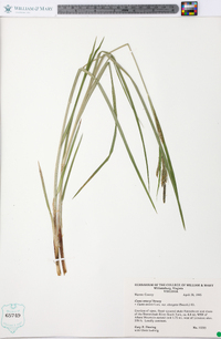 Carex emoryi image