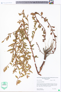 Ludwigia pilosa image