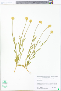 Polygala lutea image